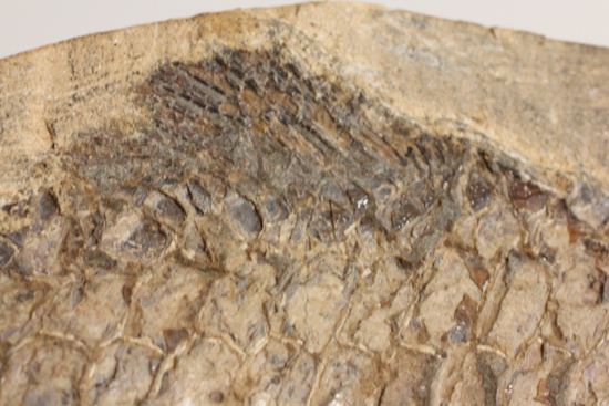 57センチ超巨大!!保存状態最高の魚化石(その8)