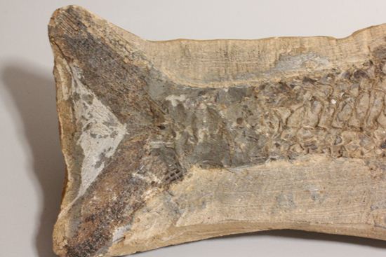 57センチ超巨大！！保存状態最高の魚化石（その9）