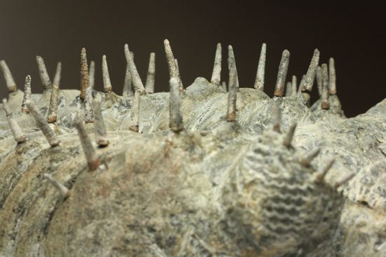横幅巨体！クオリティー極上！三葉虫ドロトプス・アルマータス化石（その11）
