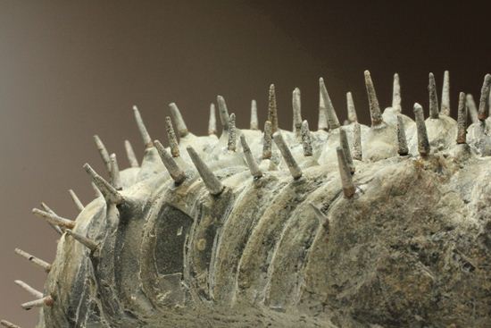横幅巨体！クオリティー極上！三葉虫ドロトプス・アルマータス化石（その14）