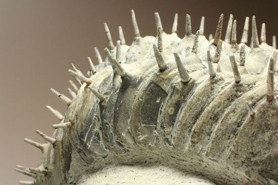 横幅巨体！クオリティー極上！三葉虫ドロトプス・アルマータス化石（その15）