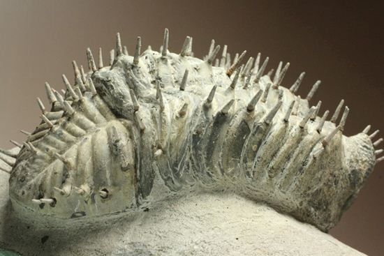 横幅巨体！クオリティー極上！三葉虫ドロトプス・アルマータス化石（その16）