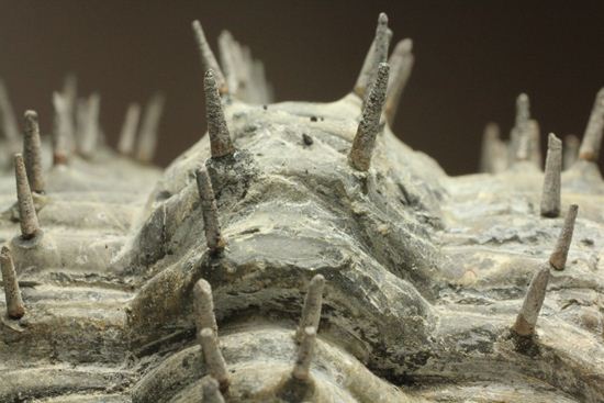 横幅巨体！クオリティー極上！三葉虫ドロトプス・アルマータス化石（その18）
