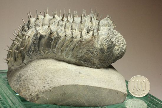 横幅巨体！クオリティー極上！三葉虫ドロトプス・アルマータス化石（その19）