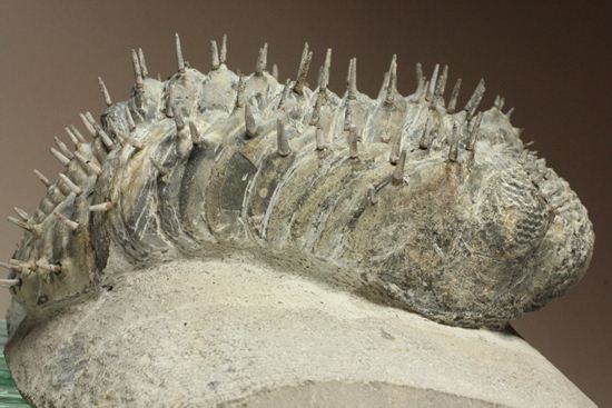 横幅巨体！クオリティー極上！三葉虫ドロトプス・アルマータス化石（その2）