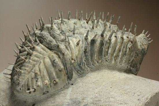 横幅巨体！クオリティー極上！三葉虫ドロトプス・アルマータス化石（その3）
