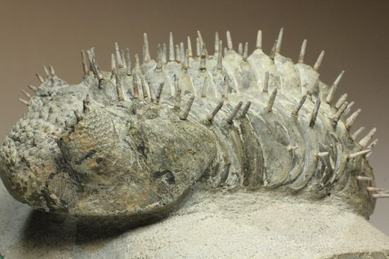 横幅巨体！クオリティー極上！三葉虫ドロトプス・アルマータス化石（その6）