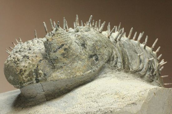 横幅巨体！クオリティー極上！三葉虫ドロトプス・アルマータス化石（その7）