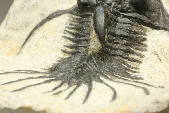 夏祭りでお得！稀少三葉虫クアドロプス（Quadrops）の化石（その10）