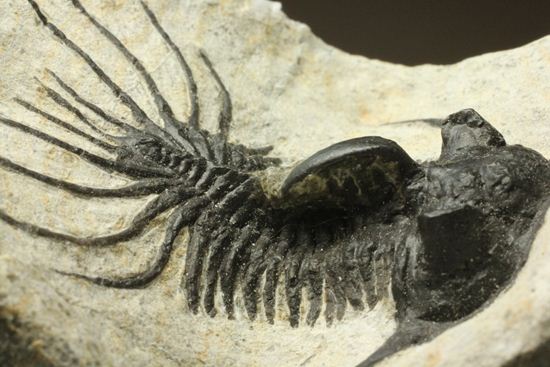 夏祭りでお得！稀少三葉虫クアドロプス（Quadrops）の化石（その11）