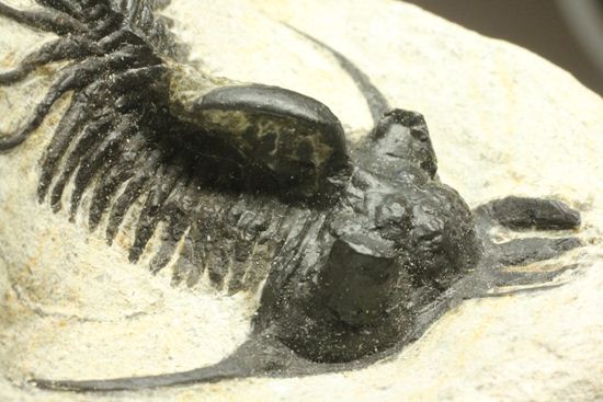 夏祭りでお得！稀少三葉虫クアドロプス（Quadrops）の化石（その12）