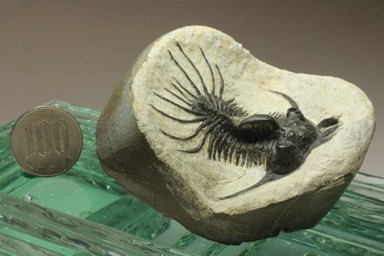 夏祭りでお得！稀少三葉虫クアドロプス（Quadrops）の化石（その14）