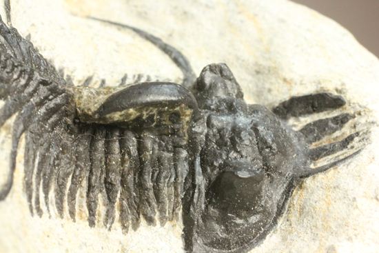 夏祭りでお得！稀少三葉虫クアドロプス（Quadrops）の化石（その16）