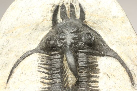 夏祭りでお得！稀少三葉虫クアドロプス（Quadrops）の化石（その3）