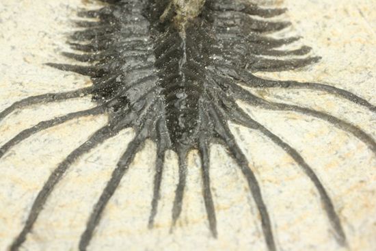 夏祭りでお得！稀少三葉虫クアドロプス（Quadrops）の化石（その5）