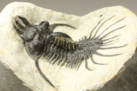 夏祭りでお得！稀少三葉虫クアドロプス（Quadrops）の化石（その6）