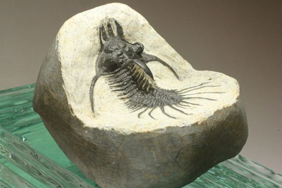夏祭りでお得！稀少三葉虫クアドロプス（Quadrops）の化石（その7）