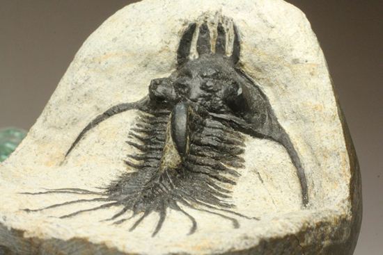 夏祭りでお得！稀少三葉虫クアドロプス（Quadrops）の化石（その8）