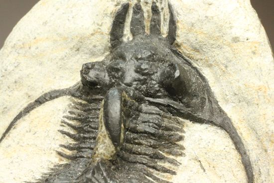 夏祭りでお得！稀少三葉虫クアドロプス（Quadrops）の化石（その9）