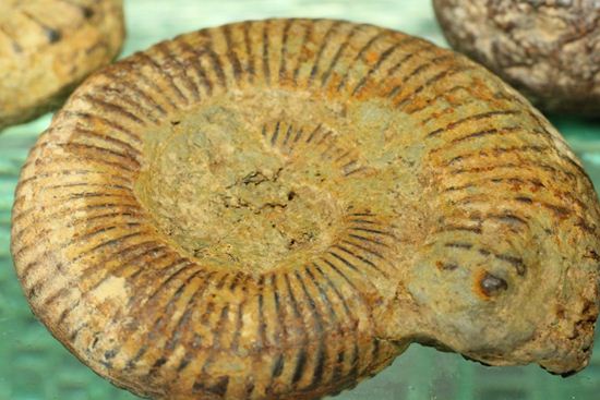 500個に1個の確率で発見される極上アンモナイト5個セット(断面が分かるヘマタイトアンモナイト1個つき)(その5)