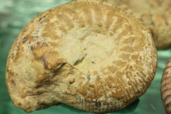 500個に1個の確率で発見される極上アンモナイト5個セット(断面が分かるヘマタイトアンモナイト1個つき)(その6)