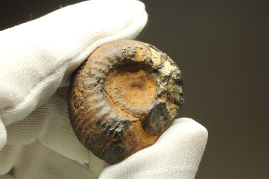 500個に1個の確率で発見される極上アンモナイト5個セット(断面が分かるヘマタイトアンモナイト1個つき)(その9)