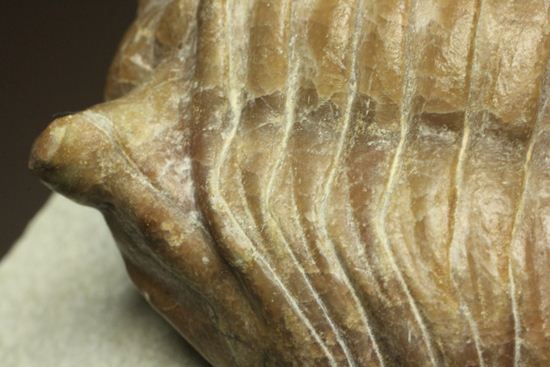 母岩安定度抜群！9cm×6cm大きなアサフス・レピドゥルス三葉虫化石（その10）