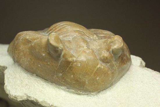 母岩安定度抜群！9cm×6cm大きなアサフス・レピドゥルス三葉虫化石（その17）