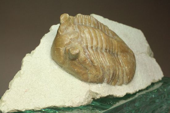 母岩安定度抜群！9cm×6cm大きなアサフス・レピドゥルス三葉虫化石（その3）