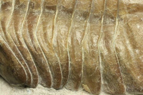 母岩安定度抜群！9cm×6cm大きなアサフス・レピドゥルス三葉虫化石（その7）
