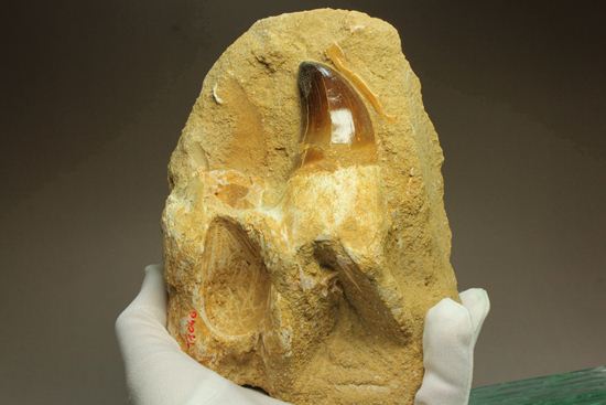 顎骨付き巨大モンスター！プログナトドンの歯化石（その16）