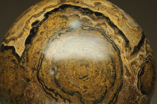 地球の歴史の元となったストロマトライトの化石(Stromatolite)（その11）