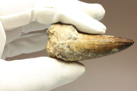 サルコスクス・インペラトルの巨大な美歯化石（その14）