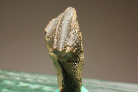 トリケラトプスの歯（その7）