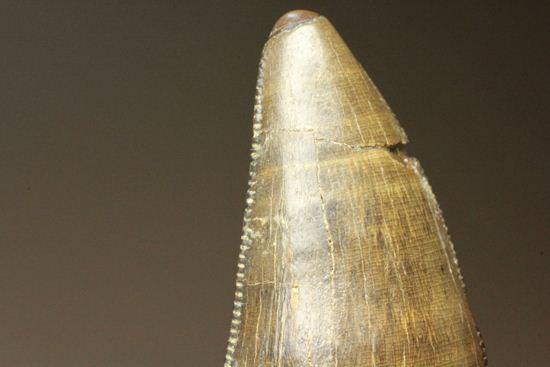 アルバートサウルスの上顎の歯（前上顎骨歯）（その12）