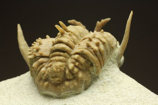 ロシアのキング三葉虫”ザ・グロテスク”ホプロリカス(その14)