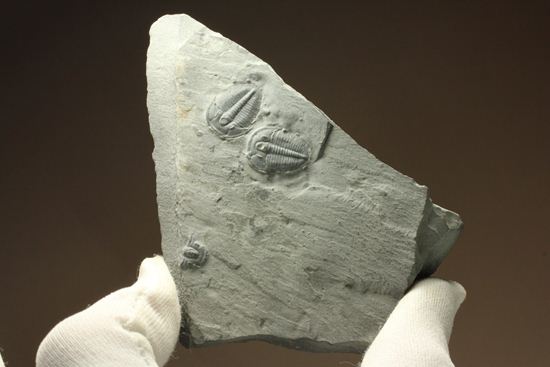 自由頬がばっちり保存！可愛いエルラシアキンギのプレート化石（その8）