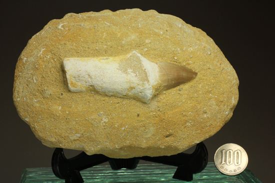 歯根まで保存された、母岩つきモササウルス歯化石（その11）