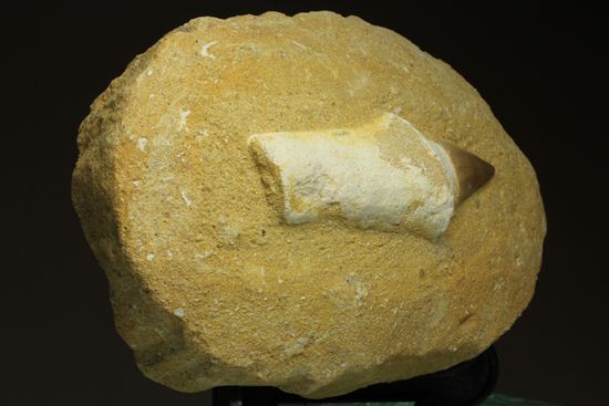 歯根まで保存された、母岩つきモササウルス歯化石（その8）