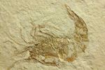レバノン共和国産エビ化石（海老化石）
