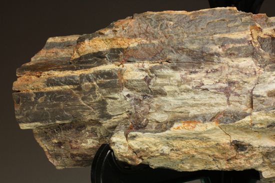 ダイナミックな木肌が感じられる、500万年前の針葉樹の珪化木（その10）