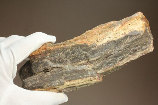 ダイナミックな木肌が感じられる、500万年前の針葉樹の珪化木（その15）