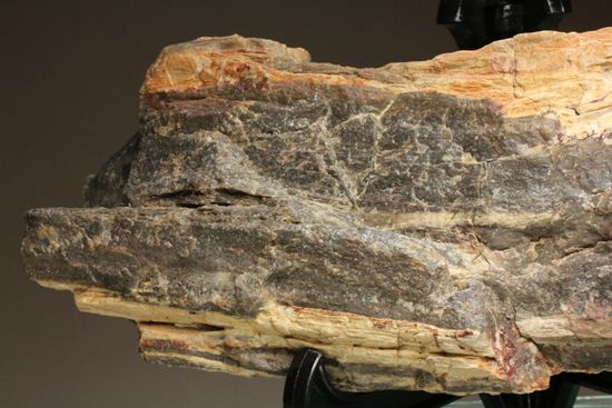 ダイナミックな木肌が感じられる、500万年前の針葉樹の珪化木（その6）