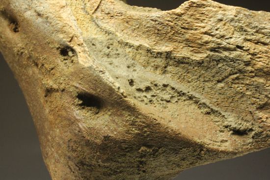 明らかにトリケラトプスと分かる！下あご骨化石（その19）