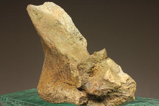 明らかにトリケラトプスと分かる！下あご骨化石（その5）