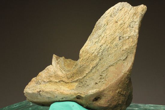 明らかにトリケラトプスと分かる！下あご骨化石（その9）