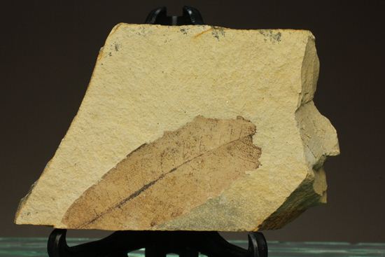 広葉樹ナナカマド(sorbus)の木の葉化石（その1）