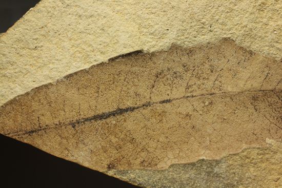 広葉樹ナナカマド(sorbus)の木の葉化石（その12）