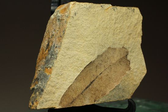 広葉樹ナナカマド(sorbus)の木の葉化石（その2）