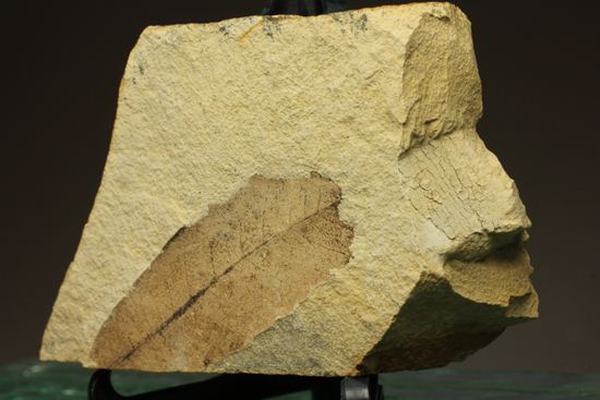 広葉樹ナナカマド(sorbus)の木の葉化石（その3）